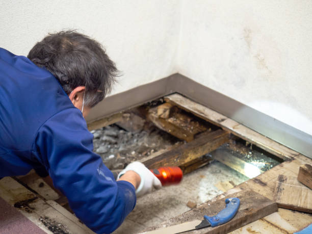 Best Crawl Space Mold Removal  in Kingman, AZ