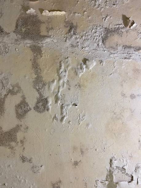 Best Crawl Space Mold Removal  in Kingman, AZ