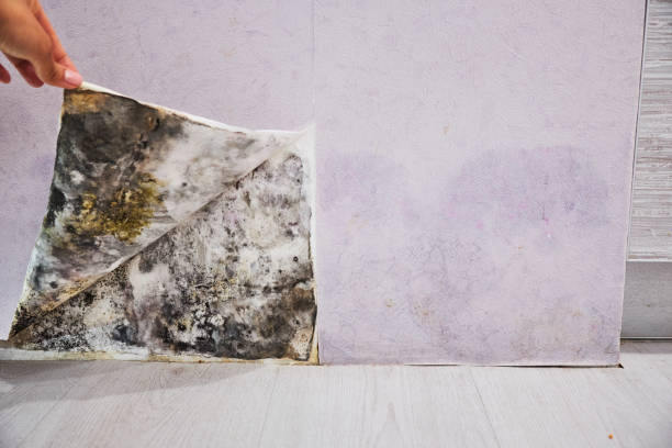 Best Home Mold Removal  in Kingman, AZ